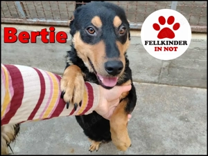 freundlicher Mischlings-Rüde Bertie sucht ein Körbchen