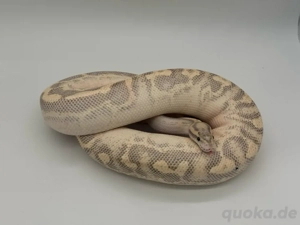 Leopard Highway 1.0 Königspython