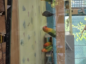 Pfirsichköpfchen (vögel)