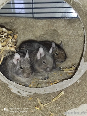 Wunderschöne Degu- Damen