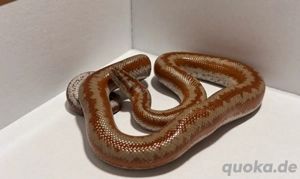Rosenboa , Lichanura trivirgata HAMM
