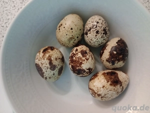 Tägliche Frische Wachtel Eier 