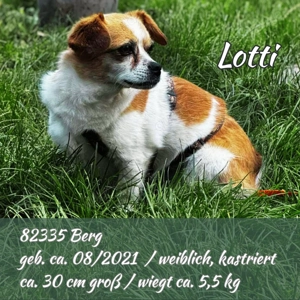 Lotti - kleine, sanfte Hündin sucht ländliches Zuhause Bild 5