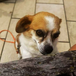 Lotti - kleine, sanfte Hündin sucht ländliches Zuhause Bild 6