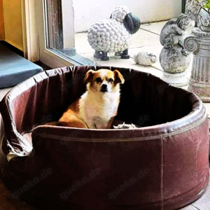 Lotti - kleine, sanfte Hündin sucht ländliches Zuhause Bild 8