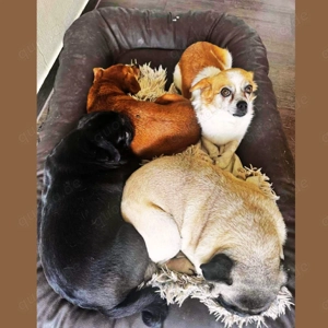 Lotti - kleine, sanfte Hündin sucht ländliches Zuhause Bild 9
