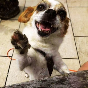 Lotti - kleine, sanfte Hündin sucht ländliches Zuhause