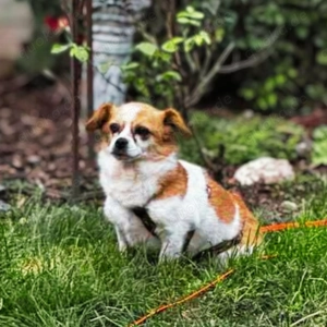 Lotti - kleine, sanfte Hündin sucht ländliches Zuhause Bild 7