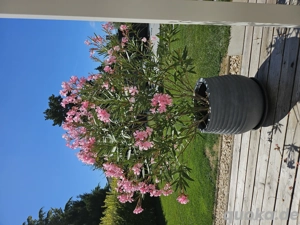 Oleander mit Topf