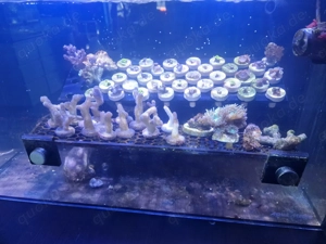 Verschiedene Korallen 