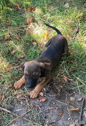 Labrador-Mix-Welpen suchen ab Mitte September einen neuen Dosenöffner