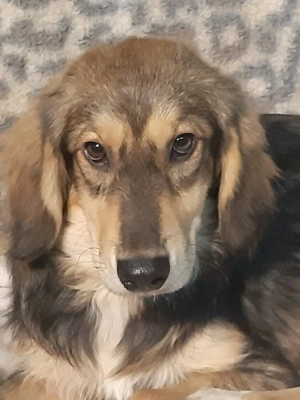 Jonny aus Vierlingswurf möchte ausreisen