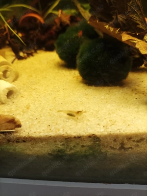 Sulawesi-Inlandsgarnele (Caridina pareparensis parvidentata)