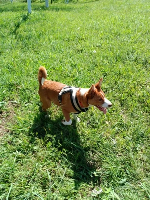 Romeo (geb. ca. 12 2024) lebt im Tierheim in  Bosnien und sucht ein Zuhause Bild 5