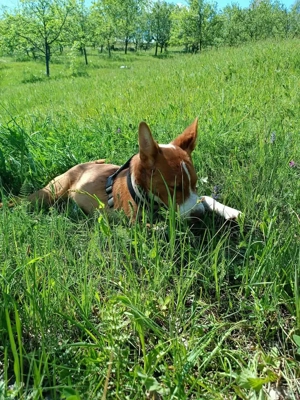 Romeo (geb. ca. 12 2024) lebt im Tierheim in  Bosnien und sucht ein Zuhause Bild 6