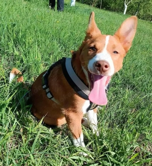 Romeo (geb. ca. 12 2024) lebt im Tierheim in  Bosnien und sucht ein Zuhause