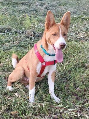 Romeo (geb. ca. 12 2024) lebt im Tierheim in  Bosnien und sucht ein Zuhause Bild 4