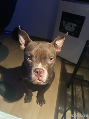 American Pocket Bully 1 Jahr  alt Chocolate White  Bild 3
