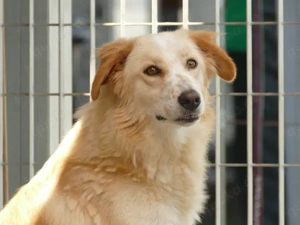 Delia sucht ihr Zuhause (noch auf Sardinien)