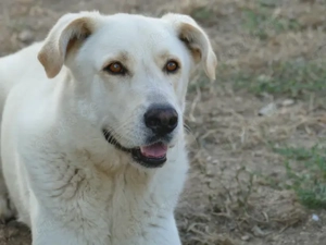 Simon sucht sein Zuhause (noch auf Sardinien)