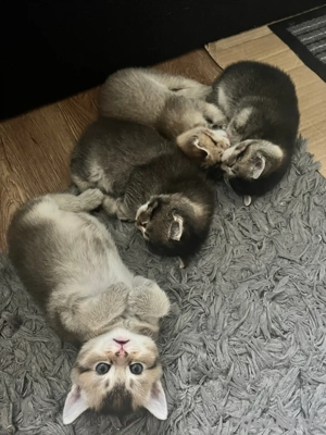 Kätzchen zu verkaufen