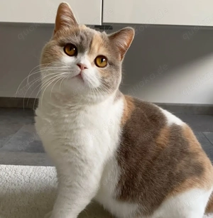 Bkh Katze in Lilac Tortie White 