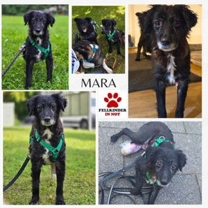 kleine Mischlings-Hündin Mara sucht ihre Menschen