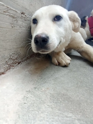 liebe Labrador Mischlings-Hündin Obala sucht ein Zuhause oder Pflegestelle Bild 2