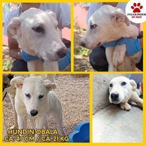 liebe Labrador Mischlings-Hündin Obala sucht ein Zuhause oder Pflegestelle