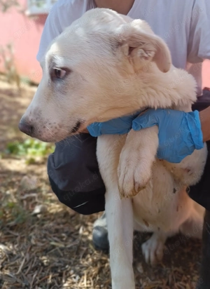 liebe Labrador Mischlings-Hündin Obala sucht ein Zuhause oder Pflegestelle Bild 3