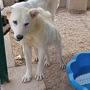 liebe Labrador Mischlings-Hündin Obala sucht ein Zuhause oder Pflegestelle Bild 5