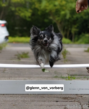 Chihuahua Deckrüde mit ZTP & AT, Merle, Championatsabstammung  Bild 6