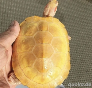 Babyschildkröte braucht ein neues Zuhause