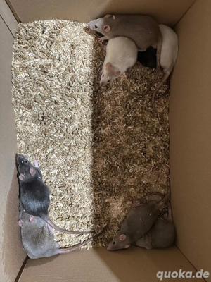 Ratten Babys