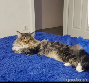 Deckkater Maine Coon 