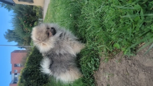 Süße Teddy-Zwergpomeranian Hündin sucht ein liebevolles Zuhause