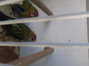 Rosellasittiche zu verkaufen