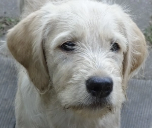 Bildschönes Labradoodle Mädchen F1, Sofort Abgabebereit