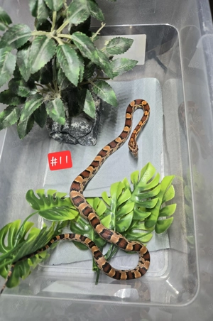 Kornnatter Nachzucht 2024 Bild 9