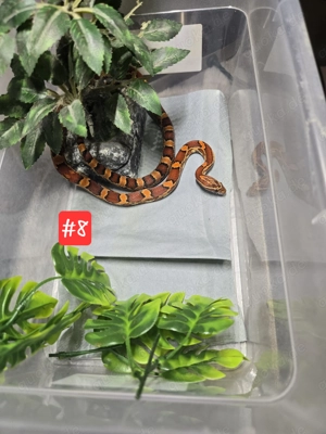 Kornnatter Nachzucht 2024 Bild 6