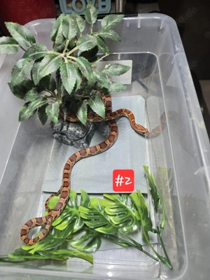 Kornnatter Nachzucht 2024 Bild 2