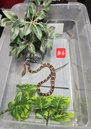 Kornnatter Nachzucht 2024 Bild 5