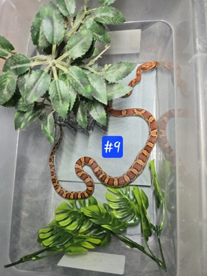 Kornnatter Nachzucht 2024 Bild 7