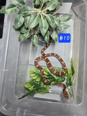 Kornnatter Nachzucht 2024 Bild 8