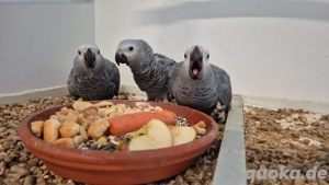 Graupapageien handzahm