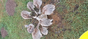 Nandu Küken  abzugeben