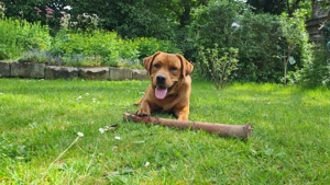 Labrador Deckrüde 2 Jahre alt