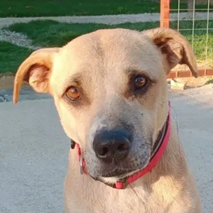 Coco, geb. ca. 07 2022, lebt in GRIECHENLAND, auf einer privaten Pflegestelle 