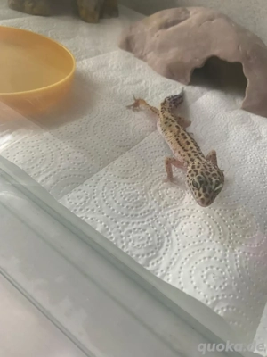 Leopardgecko weibchen jung 