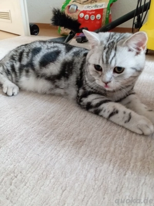 BKH Kitten 9 Monate alt mit Stambaum 